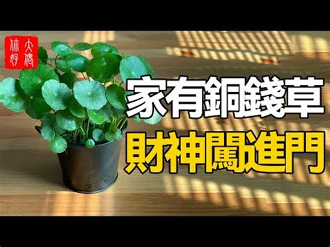 錢幣草風水|銅錢草風水：如何利用銅錢草提升家居運勢？【銅錢草風水】